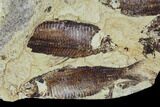 Fossil Fish (Gosiutichthys) Mortality Plate - Lake Gosiute #105409-3